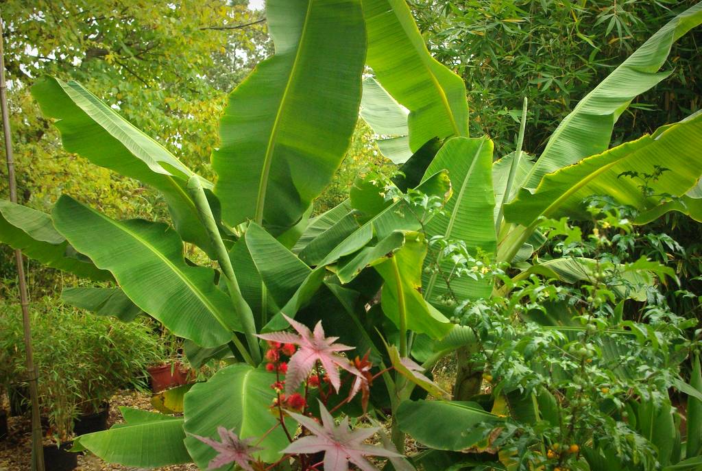 Asian parasitic leafless plant
